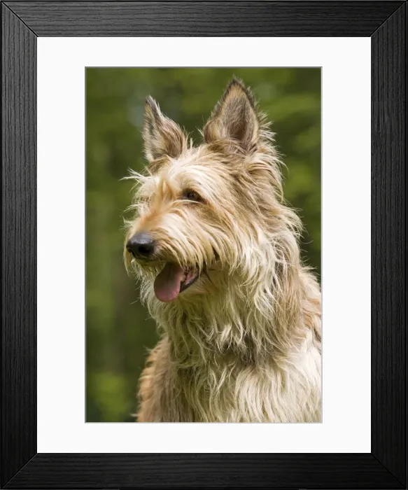 Framed Print : Picture No. 10982828 Framed Print : Picture No. 10982828