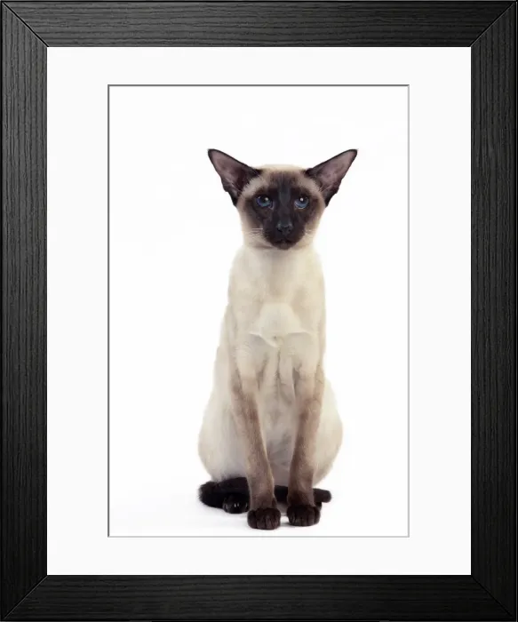 Framed Print : Picture No. 10982838 Framed Print : Picture No. 10982838