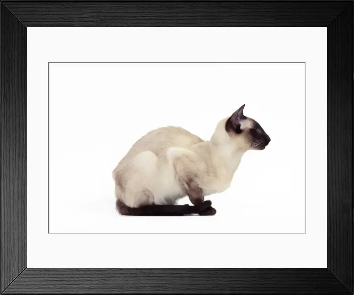 Framed Print : Picture No. 10982836 Framed Print : Picture No. 10982836