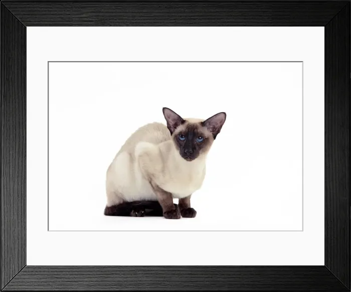 Framed Print : Picture No. 10982837 Framed Print : Picture No. 10982837