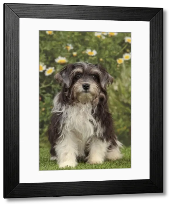 Framed Print : Picture No. 10982894 Framed Print : Picture No. 10982894