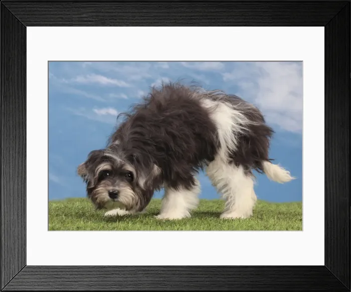 Framed Print : Picture No. 10982890 Framed Print : Picture No. 10982890