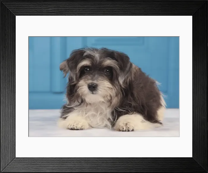Framed Print : Picture No. 10982888 Framed Print : Picture No. 10982888