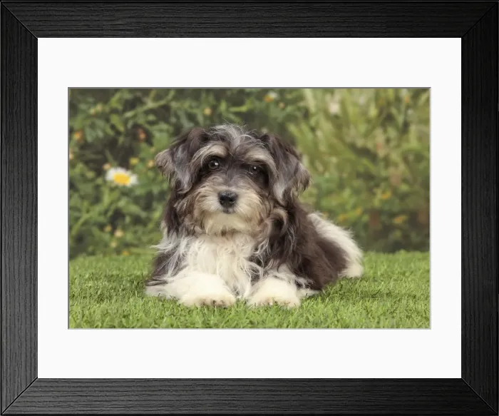 Framed Print : Picture No. 10982895