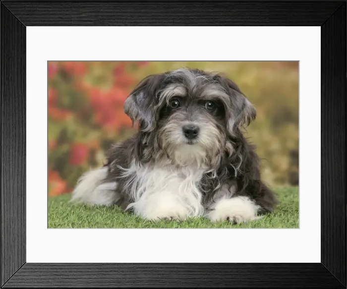 Framed Print : Picture No. 10982892 Framed Print : Picture No. 10982892