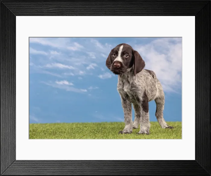 Framed Print : Picture No. 10982897 Framed Print : Picture No. 10982897