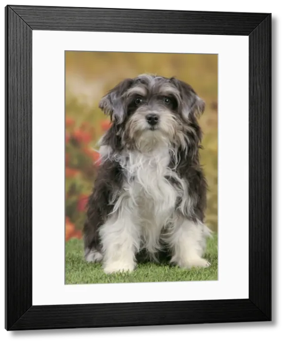 Framed Print : Picture No. 10982893