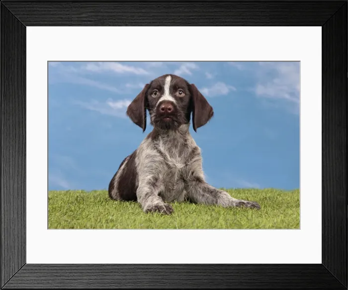 Framed Print : Picture No. 10982900 Framed Print : Picture No. 10982900
