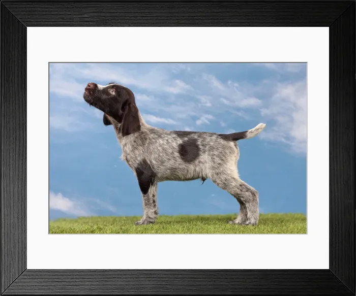 Framed Print : Picture No. 10982896 Framed Print : Picture No. 10982896