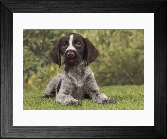 Framed Print : Picture No. 10982903 Framed Print : Picture No. 10982903
