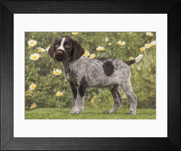 Framed Print : Picture No. 10982901