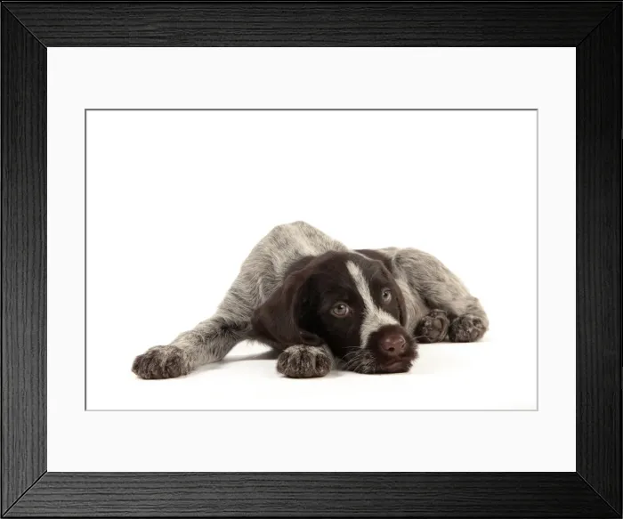 Framed Print : Picture No. 10982906 Framed Print : Picture No. 10982906