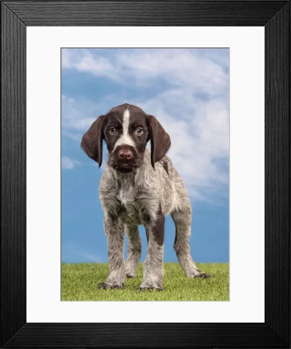 Framed Print : Picture No. 10982898 Framed Print : Picture No. 10982898