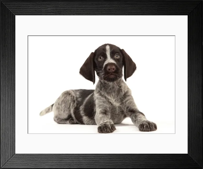 Framed Print : Picture No. 10982905 Framed Print : Picture No. 10982905