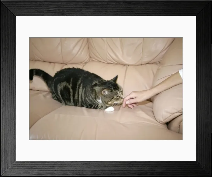 Framed Print : Picture No. 10745217 Framed Print : Picture No. 10745217