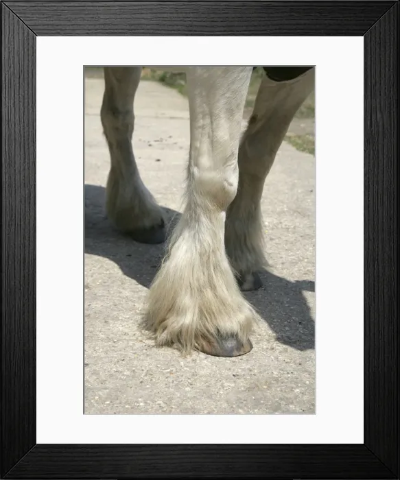Framed Print : Picture No. 10745626 Framed Print : Picture No. 10745626