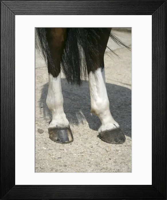 Framed Print : Picture No. 10745634 Framed Print : Picture No. 10745634