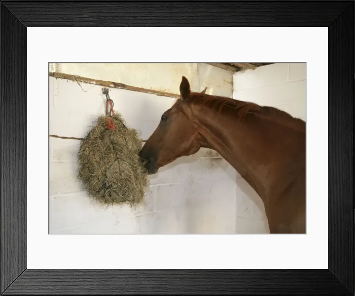 Framed Print : Picture No. 10745633 Framed Print : Picture No. 10745633