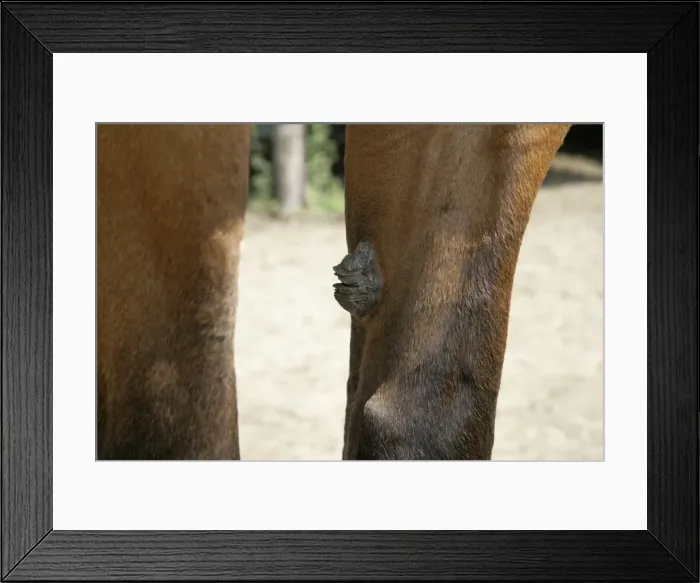 Framed Print : Picture No. 10745631 Framed Print : Picture No. 10745631