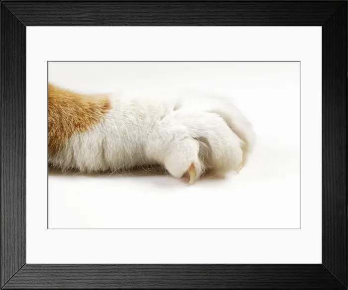 Framed Print : Picture No. 10745818 Framed Print : Picture No. 10745818