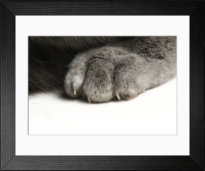Framed Print : Picture No. 10745817 Framed Print : Picture No. 10745817