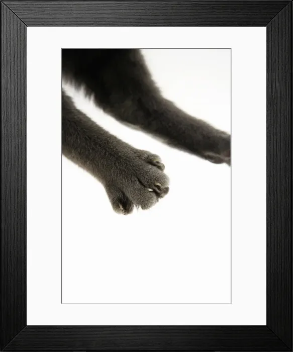 Framed Print : Picture No. 10745819 Framed Print : Picture No. 10745819