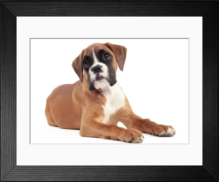 Framed Print : Picture No. 10982913 Framed Print : Picture No. 10982913