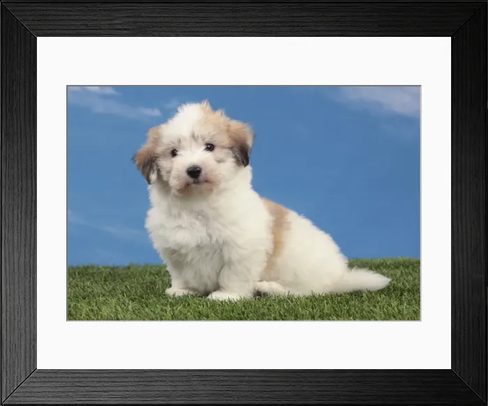 Framed Print : Picture No. 10982916 Framed Print : Picture No. 10982916