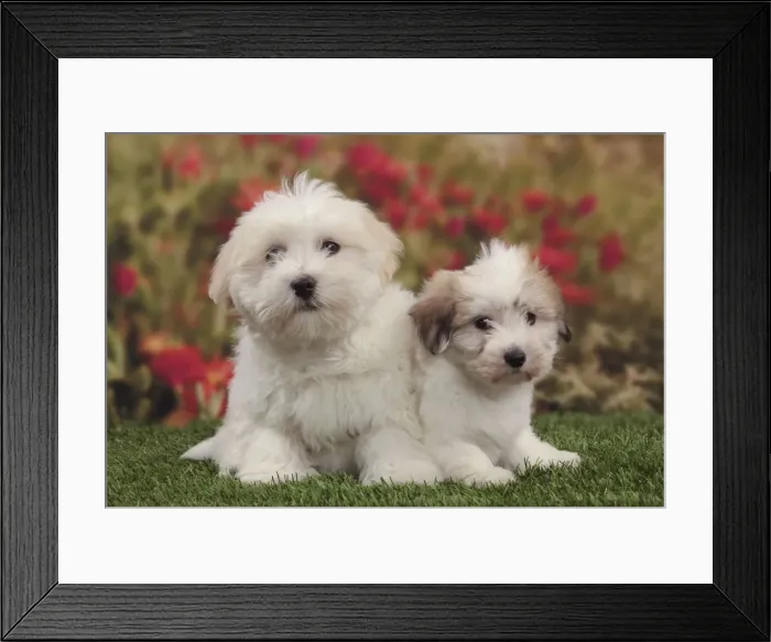 Framed Print : Picture No. 10982920 Framed Print : Picture No. 10982920