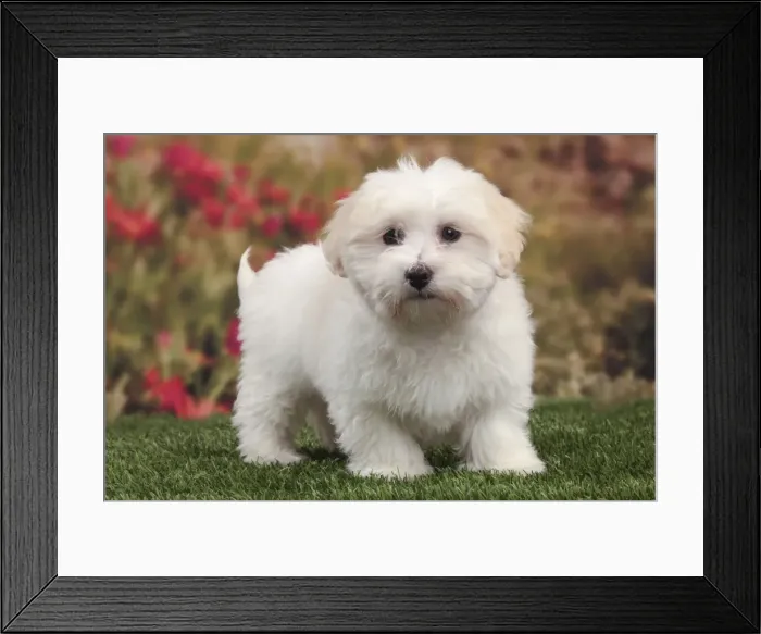 Framed Print : Picture No. 10982919 Framed Print : Picture No. 10982919