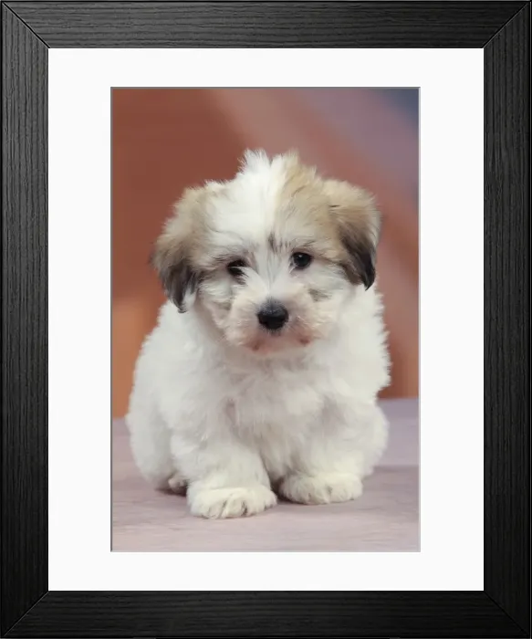 Framed Print : Picture No. 10982922 Framed Print : Picture No. 10982922