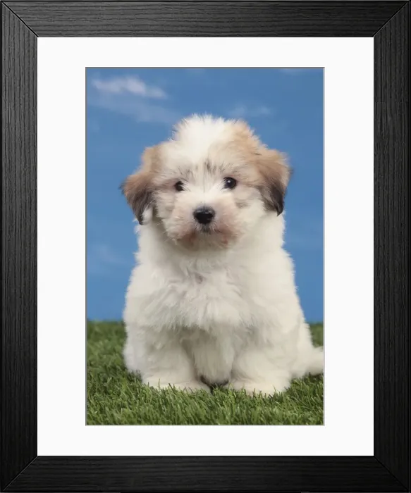 Framed Print : Picture No. 10982917 Framed Print : Picture No. 10982917