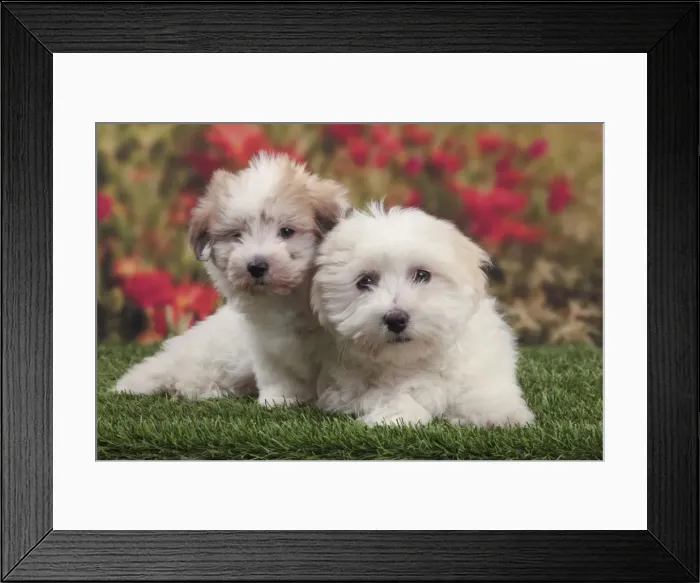 Framed Print : Picture No. 10982921 Framed Print : Picture No. 10982921