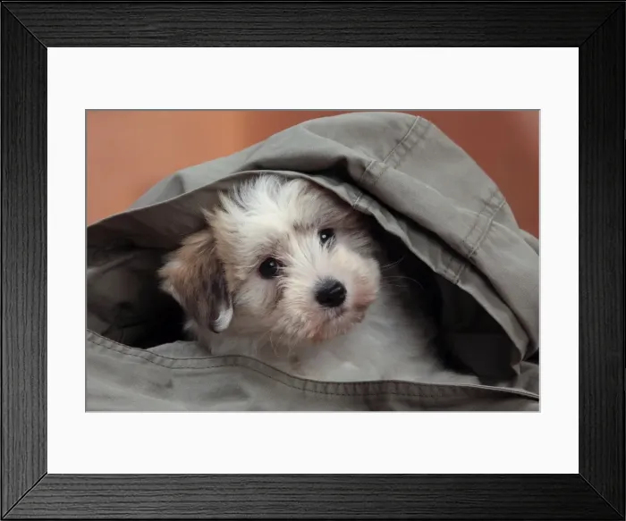 Framed Print : Picture No. 10982923