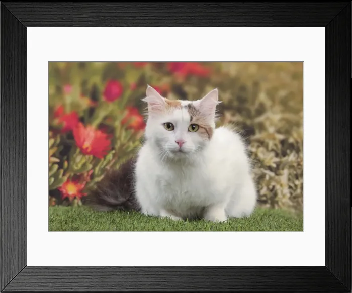 Framed Print : Picture No. 10982928 Framed Print : Picture No. 10982928