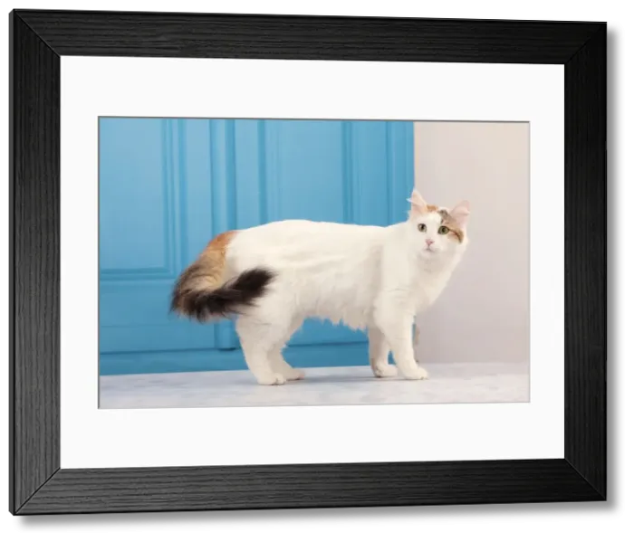 Framed Print : Picture No. 10982929 Framed Print : Picture No. 10982929