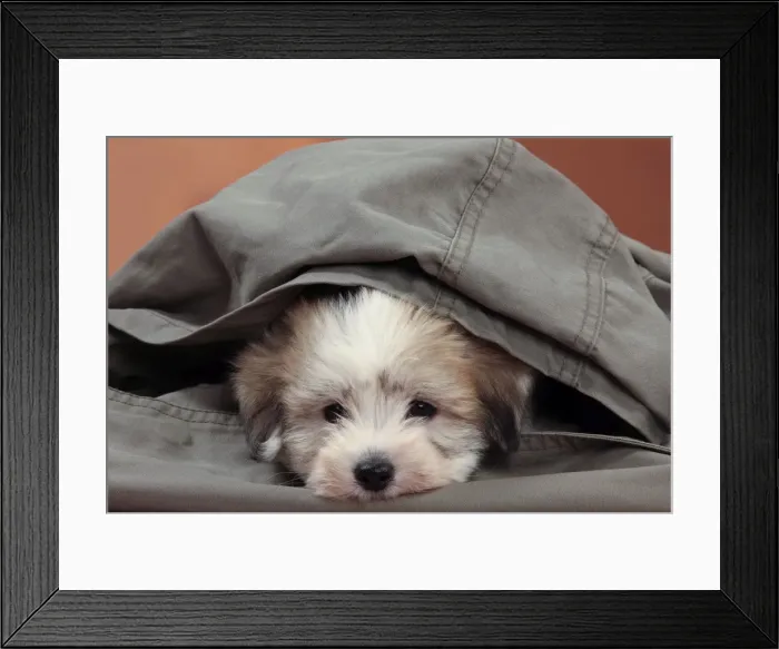 Framed Print : Picture No. 10982924 Framed Print : Picture No. 10982924