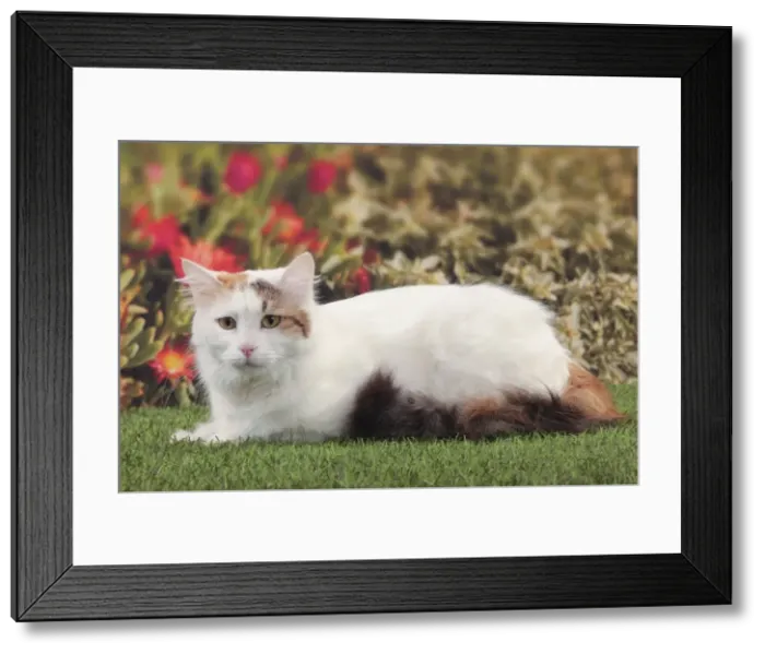 Framed Print : Picture No. 10982926 Framed Print : Picture No. 10982926