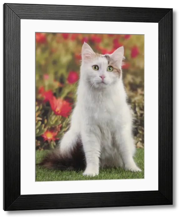 Framed Print : Picture No. 10982927 Framed Print : Picture No. 10982927