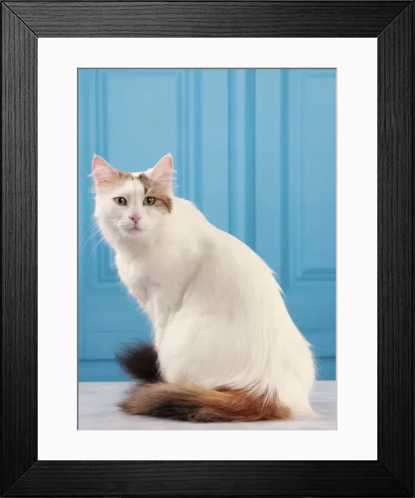 Framed Print : Picture No. 10982930 Framed Print : Picture No. 10982930