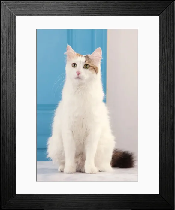 Framed Print : Picture No. 10982932 Framed Print : Picture No. 10982932