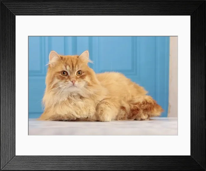 Framed Print : Picture No. 10982936 Framed Print : Picture No. 10982936
