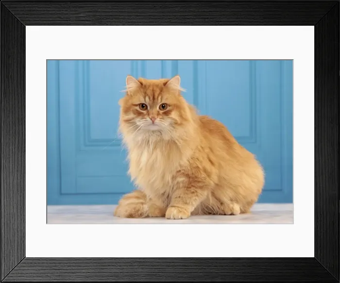 Framed Print : Picture No. 10982934 Framed Print : Picture No. 10982934