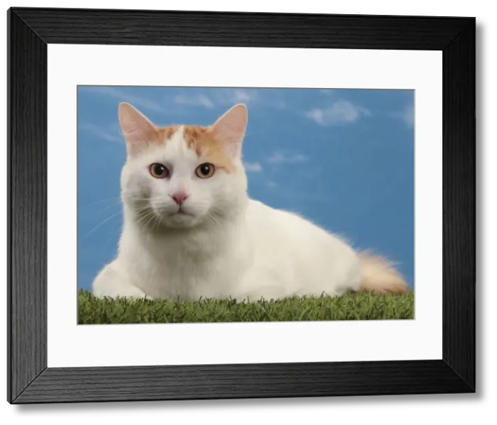 Framed Print : Picture No. 10982937