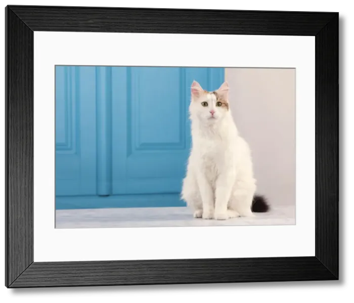 Framed Print : Picture No. 10982931 Framed Print : Picture No. 10982931