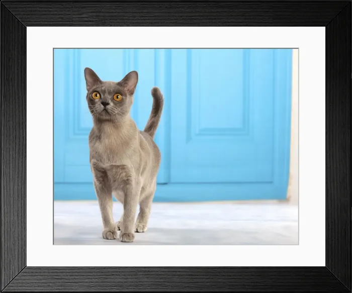 Framed Print : Picture No. 10982941 Framed Print : Picture No. 10982941