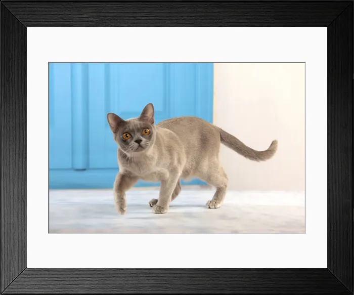 Framed Print : Picture No. 10982940 Framed Print : Picture No. 10982940