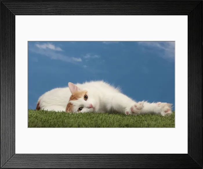 Framed Print : Picture No. 10982938 Framed Print : Picture No. 10982938