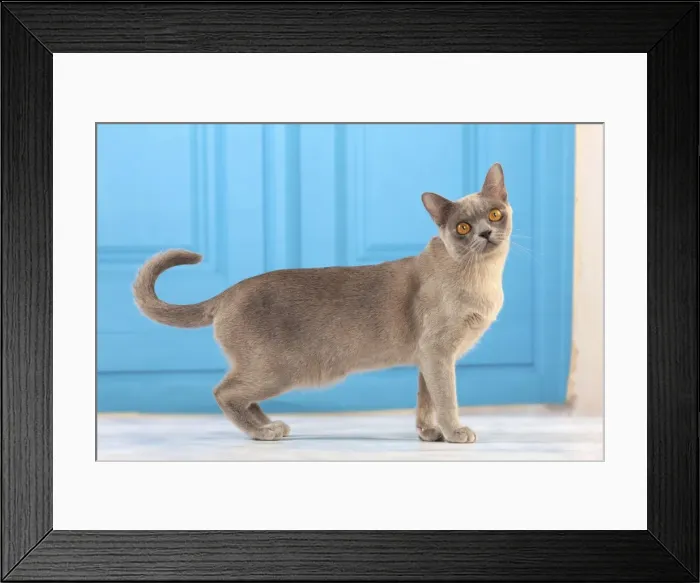 Framed Print : Picture No. 10982942 Framed Print : Picture No. 10982942