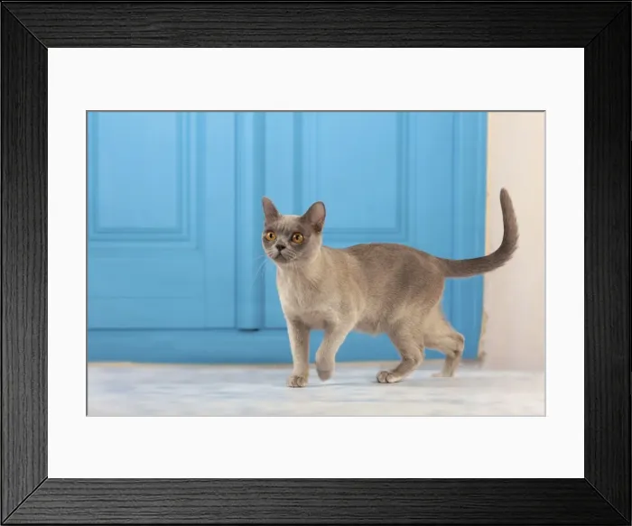 Framed Print : Picture No. 10982939 Framed Print : Picture No. 10982939
